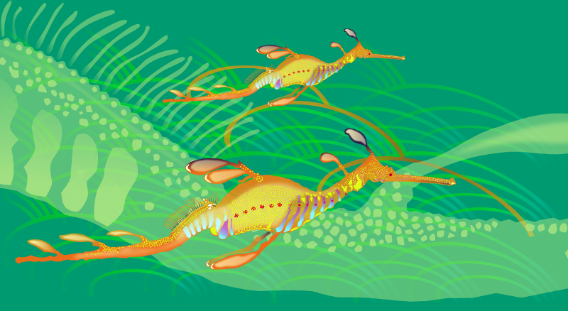 Eatsleepdraw Weedy Sea Dragon Seahorse Fish Australia