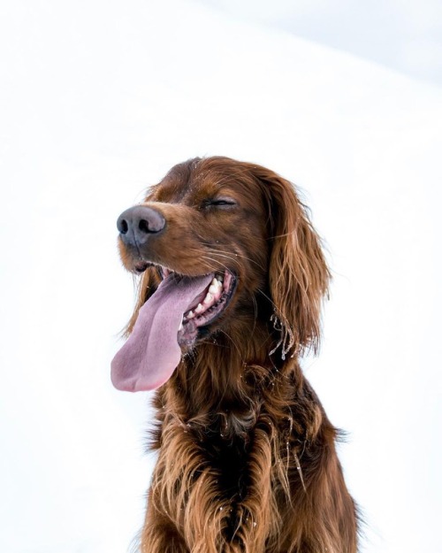 escapekit:Meet Troja: The Irish Setter Photographer George...