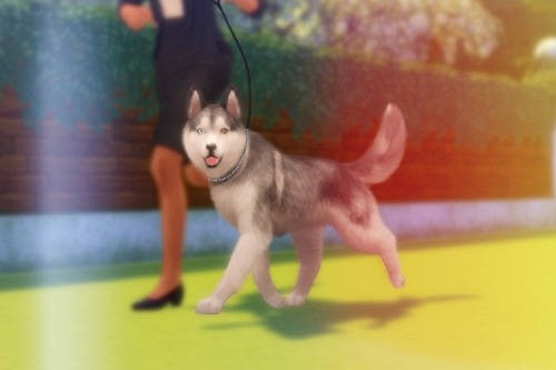 willowsims18