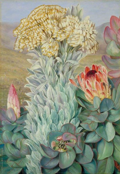 womeninarthistory:Giant Everlasting Protea on the Hills Near...