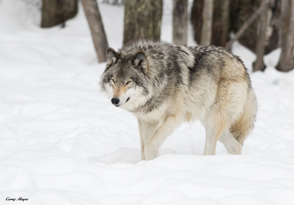 creatures-alive: Eastern Grey Wolf by Corey... - Respect the Wolf