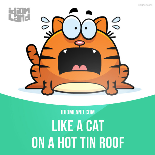 Idiom Land — “Like a cat on a hot tin roof” means “very...