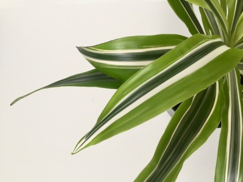 megansplants:Dracaena Lemon Lime (Dracaena Deremensis)The...