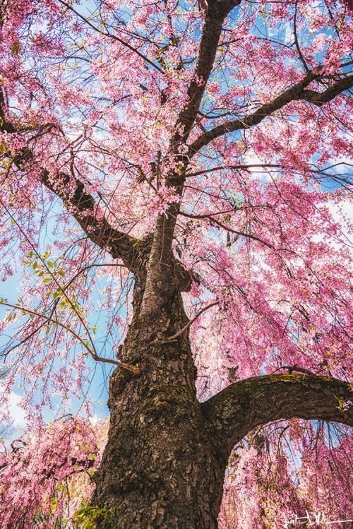 justinderosaphotography:New Heights