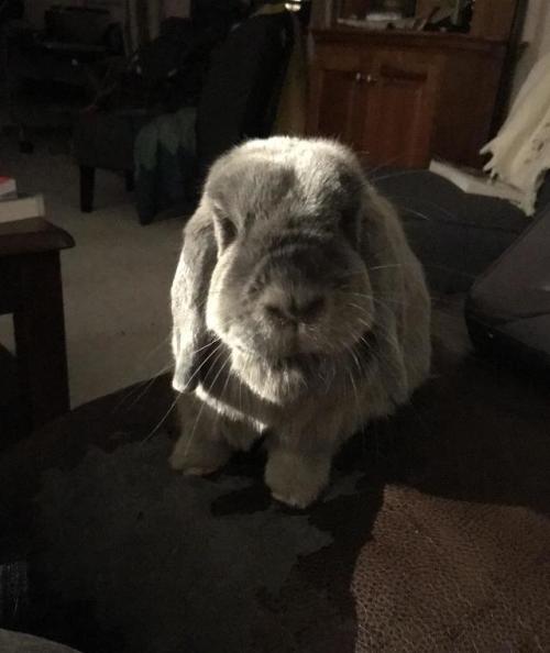 cuteanimalsawwww
