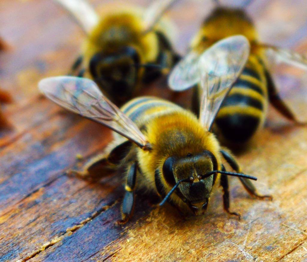 Hilltop Honey’s Adopt a Bee Package - Viva La Bees
