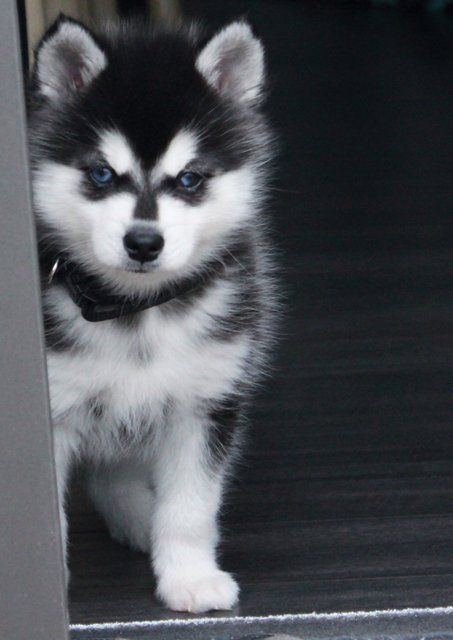 aww-so-pretty:Husky lover