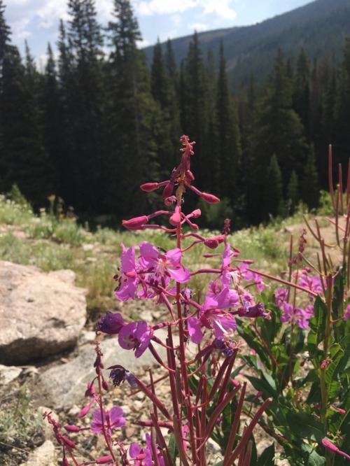 Haggerman pass LEADVILLE Colorado