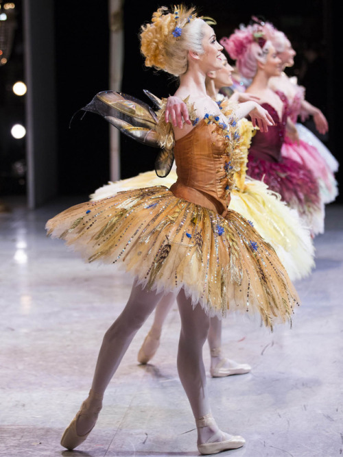 tutu-fangirl:Artists of The Australian Ballet in The Sleeping...