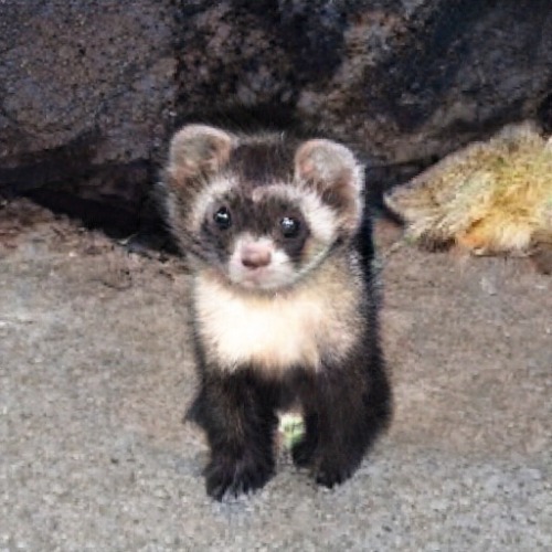 animalcrossingnewhorizons
