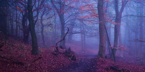 magic-spelldust:beautiful foggy forests by Leif Løndal