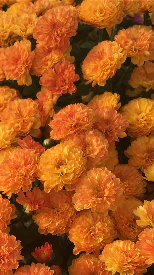  orange  flowers on Tumblr 