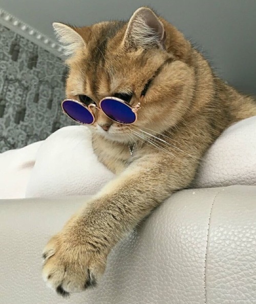 That is one cool cat.