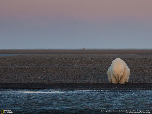 boredpanda:The Winners Of The 2016 National Geographic...