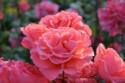 lovecuddle:Pink | Nature | Roses