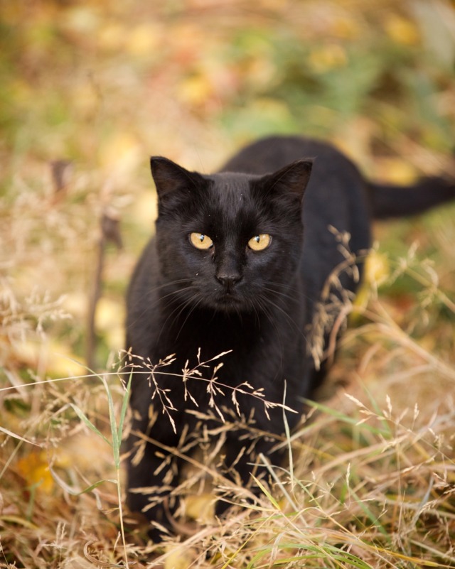 Tyler Knott Gregson  The season of black  cats  and 
