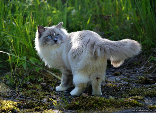 jossisgod:booksandcatslover:isriana:More pics of my ragdoll...