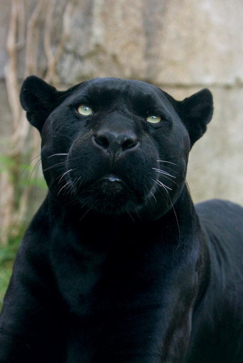 black jaguar on Tumblr