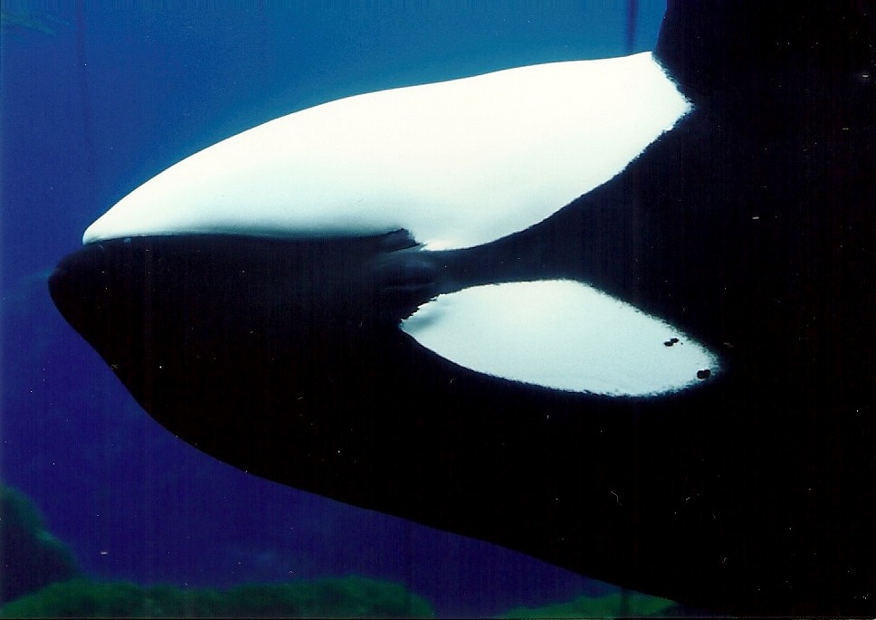 theincredibleorca:
“king-lobo:
“ Keiko at the Oregon Coast Aquarium - 1998 (Pictures are mine, please do not remove caption.)
”
Keiko! My favorite!
”