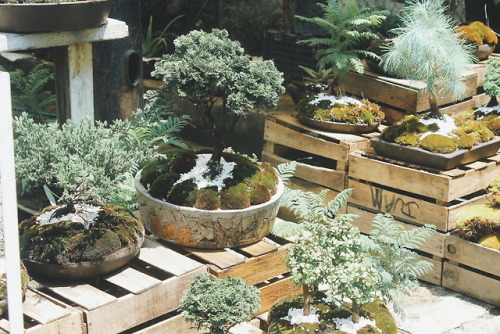 venus-garden:bonsai shop 