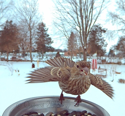 ostdrossel:What if I stretched out my wings like this Finch...