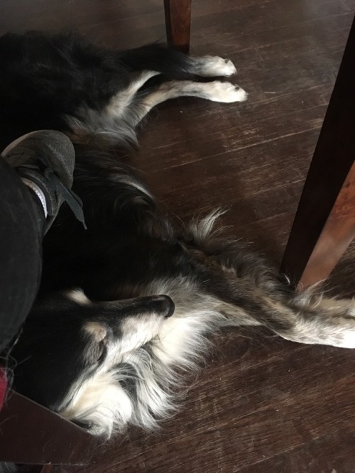 theshiredog:He’s so clingy!!