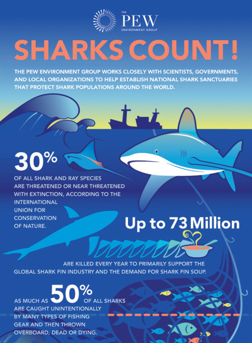 Pew Environment l Global Shark Conservation (via... | American Infographic