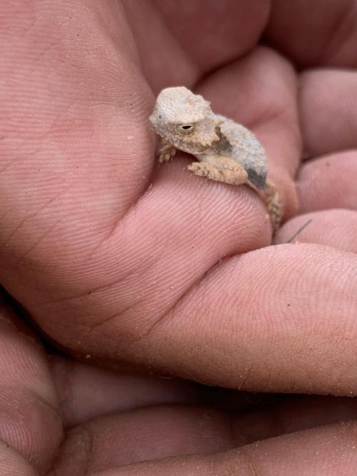 cuteness–overload:Found this guy in the desert. Ran across my...