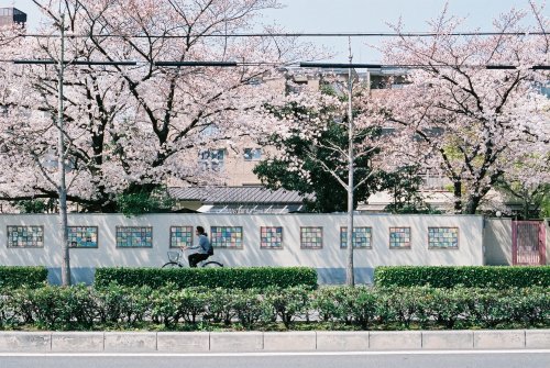 zyu10:Kyoto, Japan, 2015