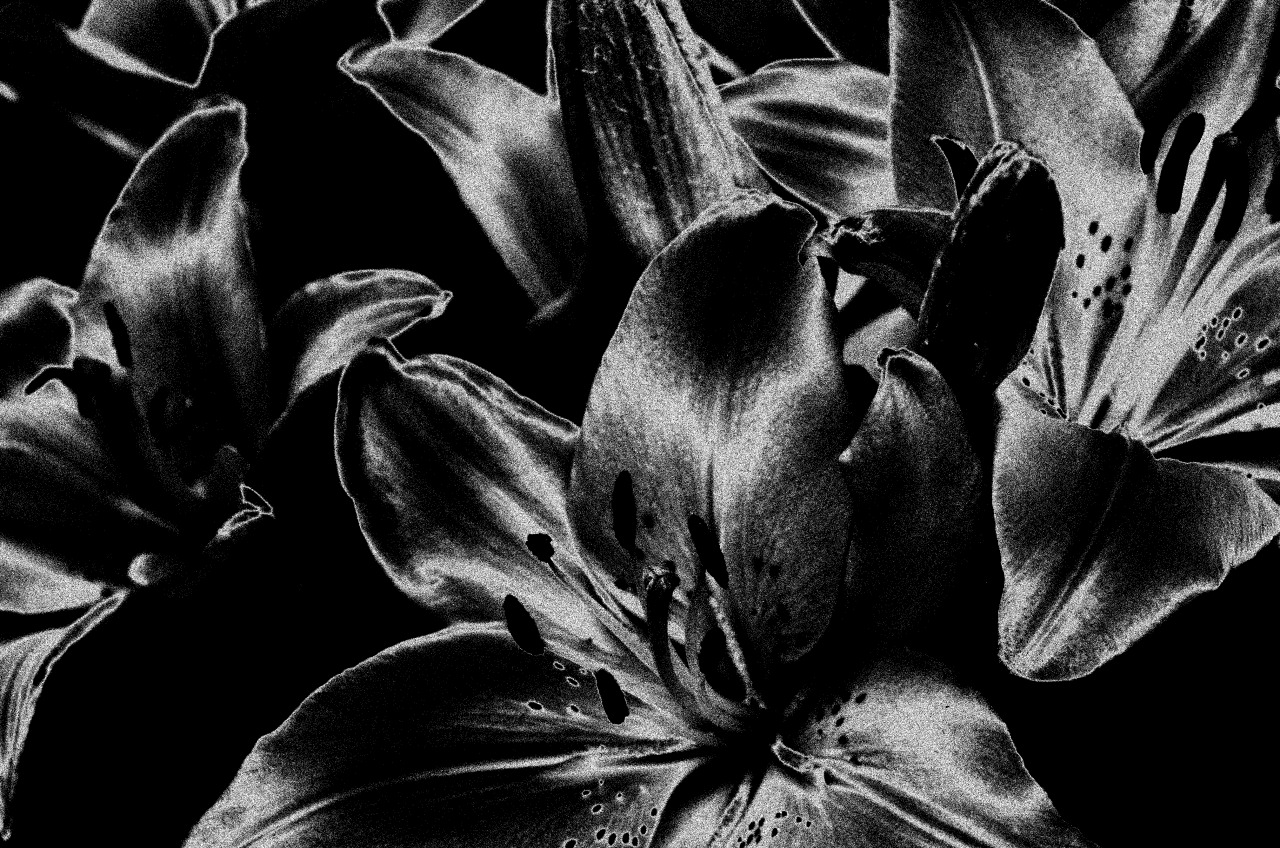 Картинки черных цветов. Блэк энд Брайт, микс лилии. Черные цветы. Черная Лилия. Цветы на черном фоне.