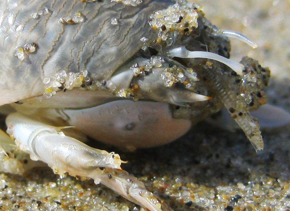 photapir — California Mole Crabs (or Pacific Sand Crabs, if...