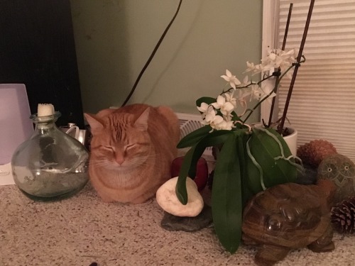 pippinnoodle