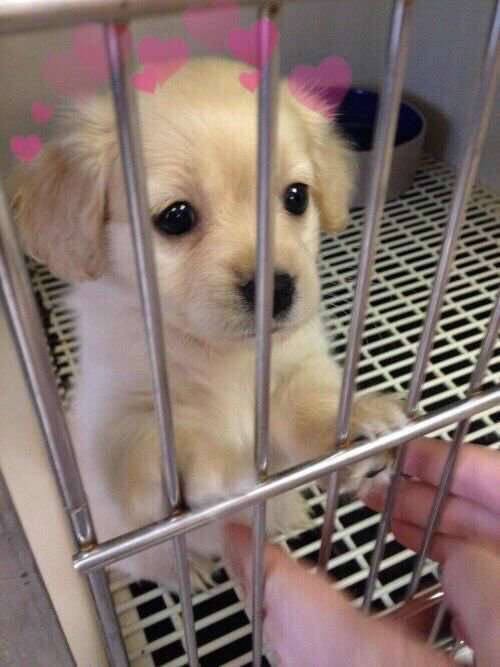 babyanimalgifs:dogs with hearts - reblog to bless someones...