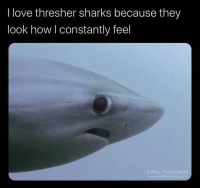 shark meme | Explore Tumblr Posts and Blogs | Tumgir