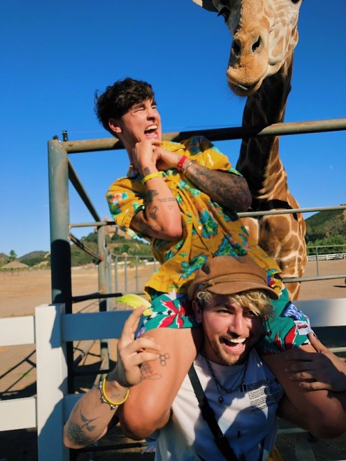 kianlawleypop:Giraffe.