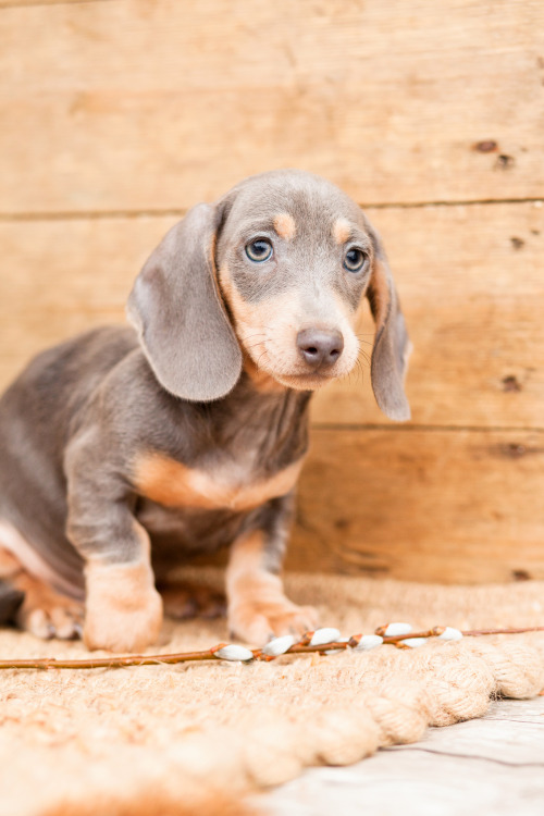 brown sausage dog teddy