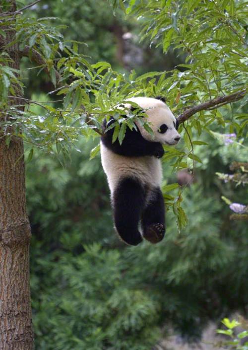 crappyanimalfacts:After a bath or heavy rain young pandas take...