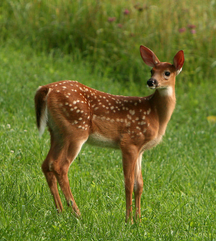 The Animal Blog — Spotted Fawn. Photo by VariegatedVibes