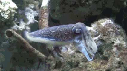 Cuttlefish Camouflage Gif