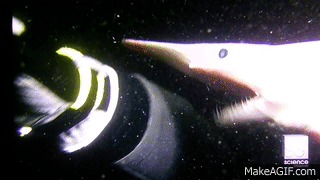 Goblin Shark Gif 5 Goblin Shark Gif 5