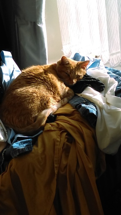 catsuggest:George Suggeste: Sleep on clean laundrée for...