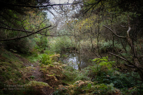 Cymru Wales Corris forest woodland coedwig nature trees original photography photography on tumblr