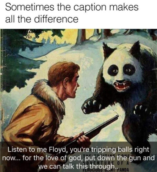 memehumor:Panda over the gun Floyd