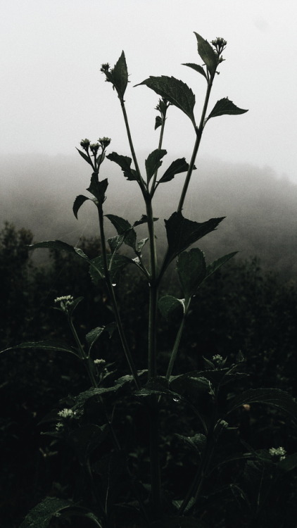 shutter-viibes:Moody vibes.