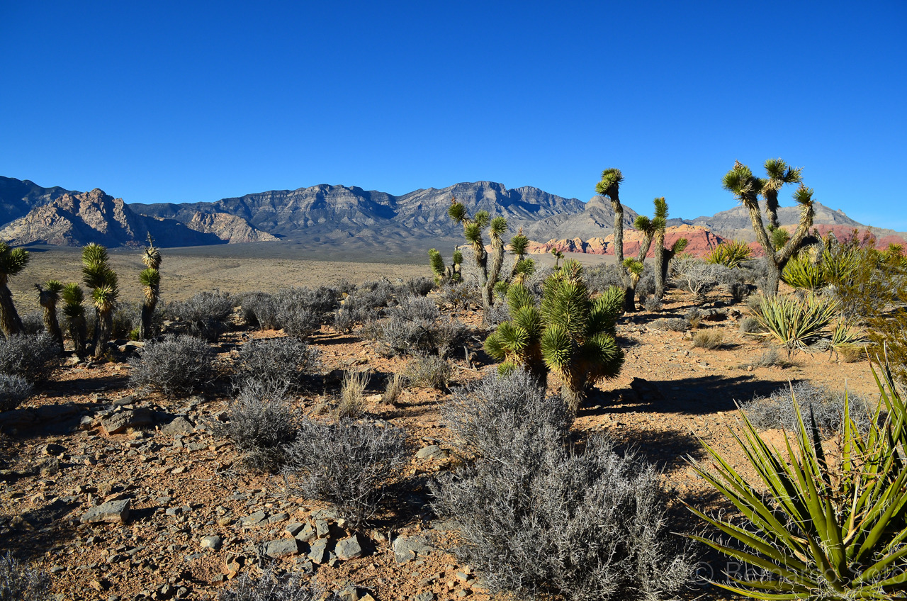 Desert Stuff — phototronica: Scenic Trail. Red Rock Canyon...