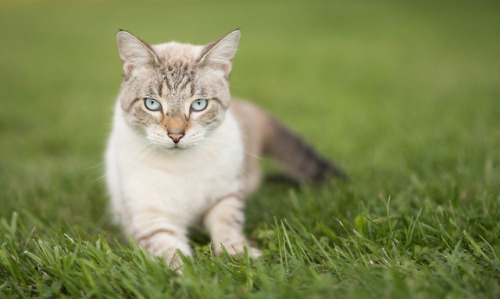 photography cats animals digital photography Before and After lightroom photo editing my edits my editing catblr petblr