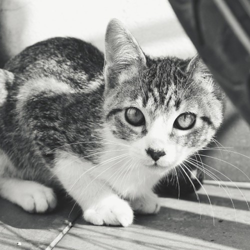 catsofinstagram vscocam nikon3100 littlekitten