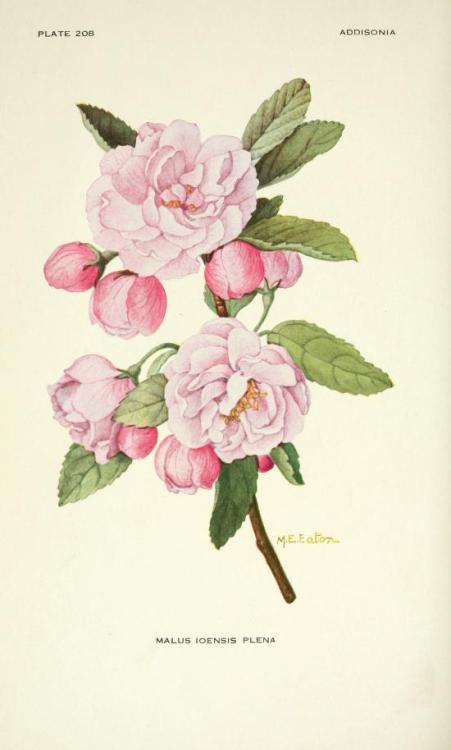 heaveninawildflower