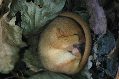 pagewoman:pagewoman:Dormousevia national trustA dormouse...