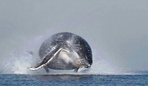 trynottodrown:Flying Humpback Whale 